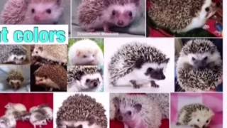 Different colours of hedgehogs!! || Snowy's World ❤️