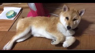 柴犬おいもshibainu 猫みたいなやつ Youtube 柴犬おいもshibainu 猫みたいなやつ Youtube