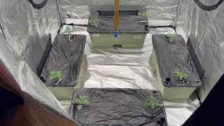 Growing With Dubz S8 Ep.5 Earthboxes, Seedlings, & Transplanting……