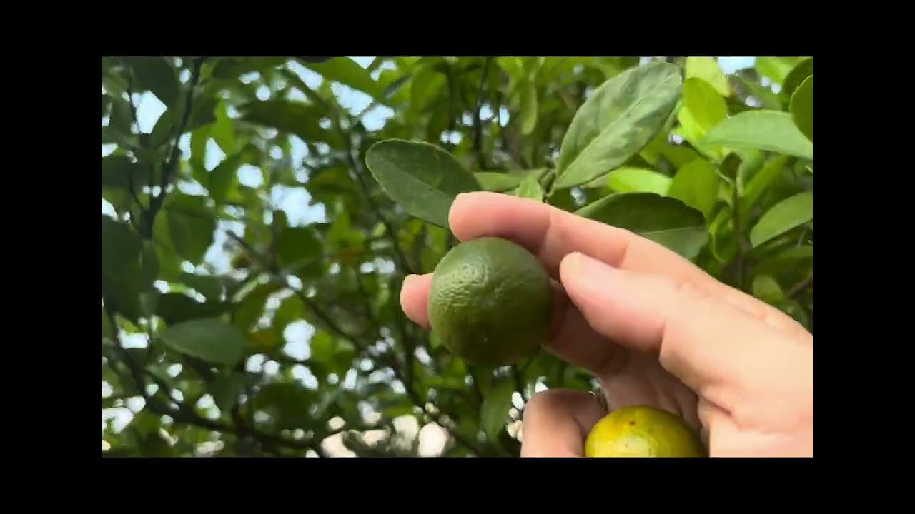 Home garden: lemon balm, calamansi, long mulberry, vegetable and rose plant