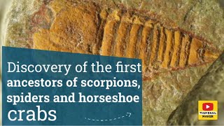Discovery of the first ancestors of scorpions, spiders and horseshoe crabs