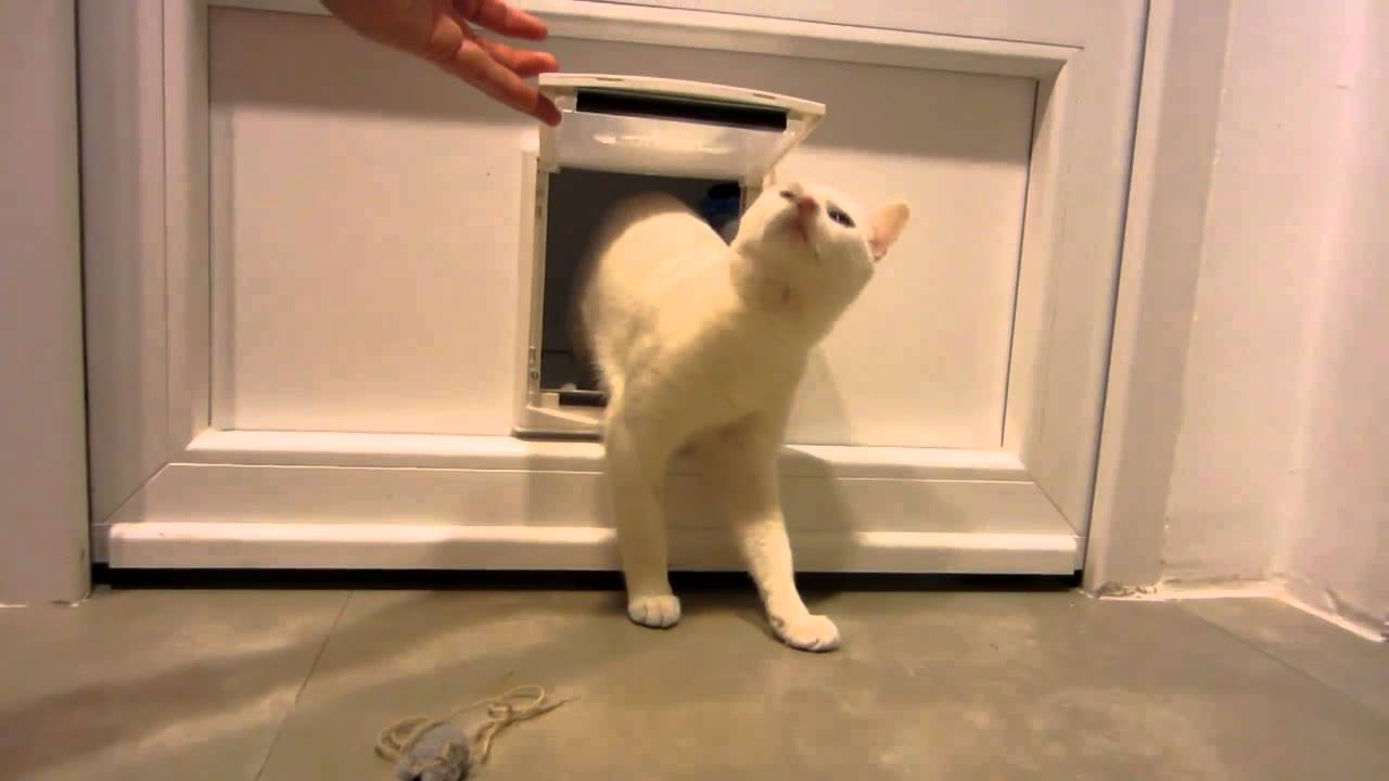 Aseo con puerta para gatos