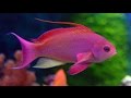 أسماك البحر الأحمر | اسماك غريبه - Red Sea Fish