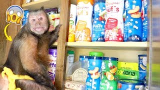 Monkey Raids The Snack Cabinet!