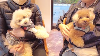 愛犬が大好きなジィジ・バァバと一緒にアウトレットでお買い物してきました【トイプードル】