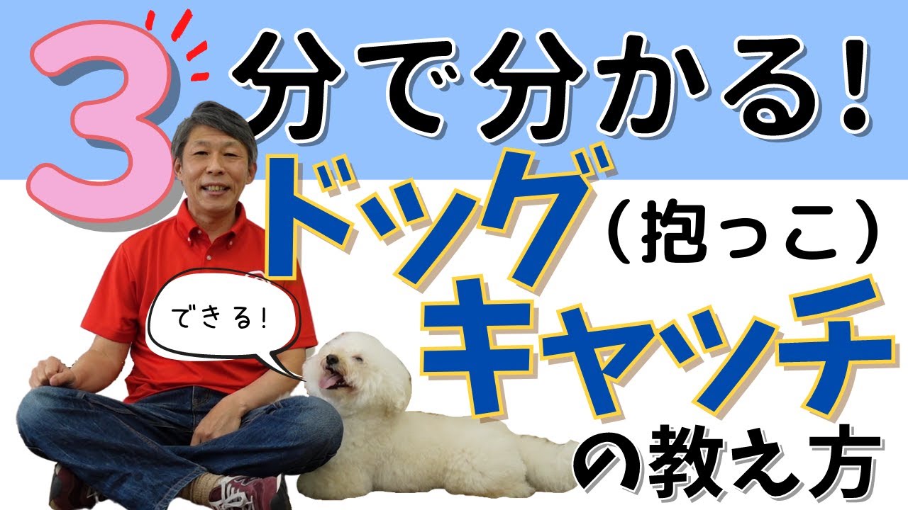 ドッグトリック 3分でわかるドッグキャッチの教え方 犬のしつけチャンネル 犬の芸 Youtube ドッグトリック 3分でわかるドッグキャッチの教え方 犬のしつけチャンネル 犬の芸 Youtube