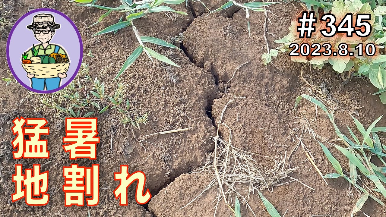 The intense heat and lack of rain have caused cracks in the soil