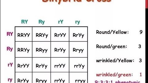 Dihybrid Cross | How to write a Dihybrid Cross in Exam | Genetics and Inheritance