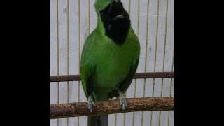 Cucak ijo isian cililin panjang suara keras