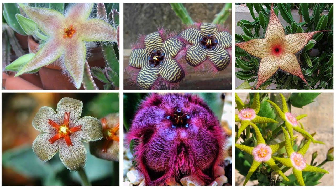 25 TIPOS DE STAPELIA - YouTube display picture 1