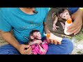 Very hun gry morning baby monkey nomi couldnt wait to drink his milk