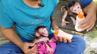 Very hun gry morning, baby monkey Nomi couldn't wait to drink his milk