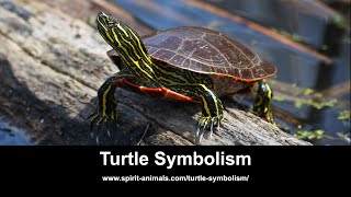 Famous Turtle Symbolism Net Worth