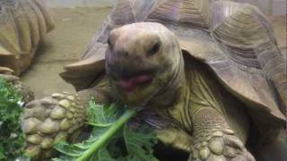 Herpy Thanksgiving!
