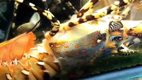 Lobster / Tôm Hùm Lột Vỏ