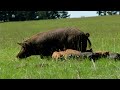 Pastured Pigs: A Journey from Farm to Fork