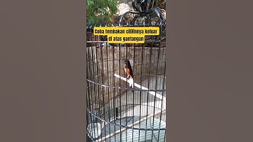 Muraibatu isian cililin ngerol panjang #rajanabirdfarm #pancinganmuraibatu #masteranmuraibatu #murai
