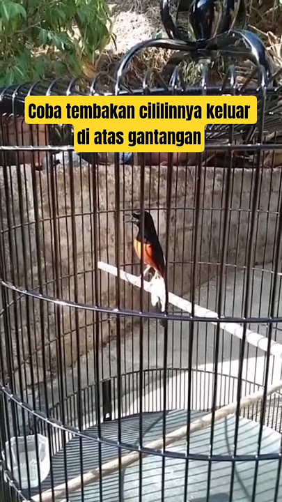 Muraibatu isian cililin ngerol panjang #rajanabirdfarm #pancinganmuraibatu #masteranmuraibatu #murai