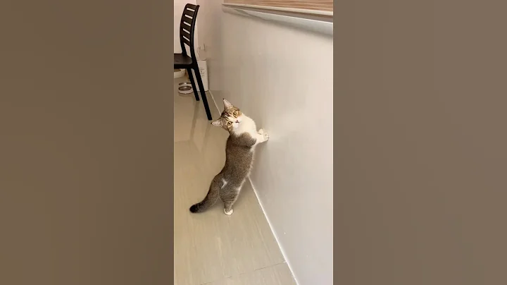 Video 2352761: munchkin catlover kitten cute, munchkin cute kittens cat, munchkin kitten kucing, adorable munchkin kitten, cat kitten cutecat pets, adorablecats animals straycats cutecat