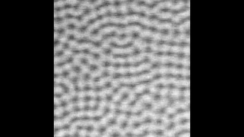 Bioconvection of Chlamydomonas reinhardtii: Movie S1: wt, plan view