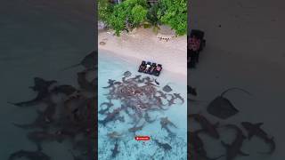 🦈 Beachfront Surprise: Dozens of Sharks Gather Just Feet Away! #short #sea #sharks