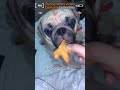 🤣 #funny#doddlersoftiktok #funnyvideos#duet #prank