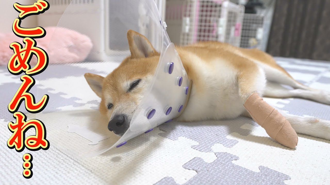 飼い主の注意不足で、次男の柴犬がケガをしてしまいました・・・