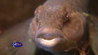 Бычок кругляк. Neogobius melanostomus. Round goby Бычок кругляк. Neogobius melanostomus. Round goby