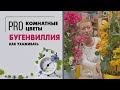 Бугенвиллия или Бумажный цветок | Цветущая комнатная лиана | Как ухаживать и обрезать