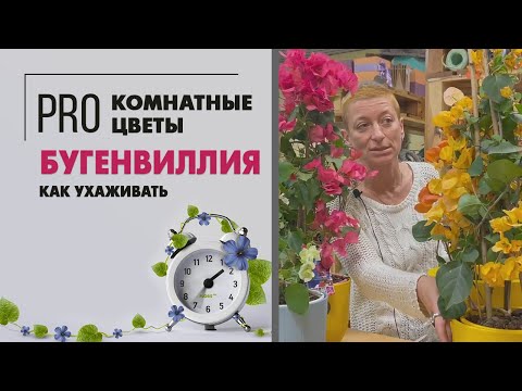 Видео: Растение Бугенвиллия или Бумажный цветок | Цветущая комнатная лиана | Как ухаживать и обрезать