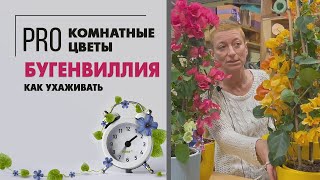 Растение Бугенвиллия или Бумажный цветок | Цветущая комнатная лиана | Как ухаживать и обрезать