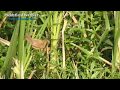 Paddyfield Warbler Paddyfield Warbler