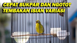 PANCINGAN PLECI CEPAT BUKPAR DAN NEMBAK LEBIH NGOTOT