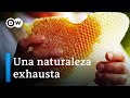 Agroquímicos amenazan abejas y cultivos | DW Documental