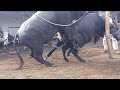 successful buffalo mating and nice video