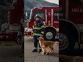 Golden Retriever Mom and Puppy Save Firefighter #dog #goldenretriever #animals