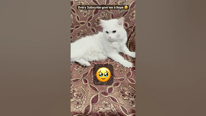 Video 11332861: cats catlover cutecat funnycats, funnycat big cat, white cat funnycats, perfect cat, beautiful fluffy cat, white cat playing, cute white cat, enjoy funny cats, cat lovers funny