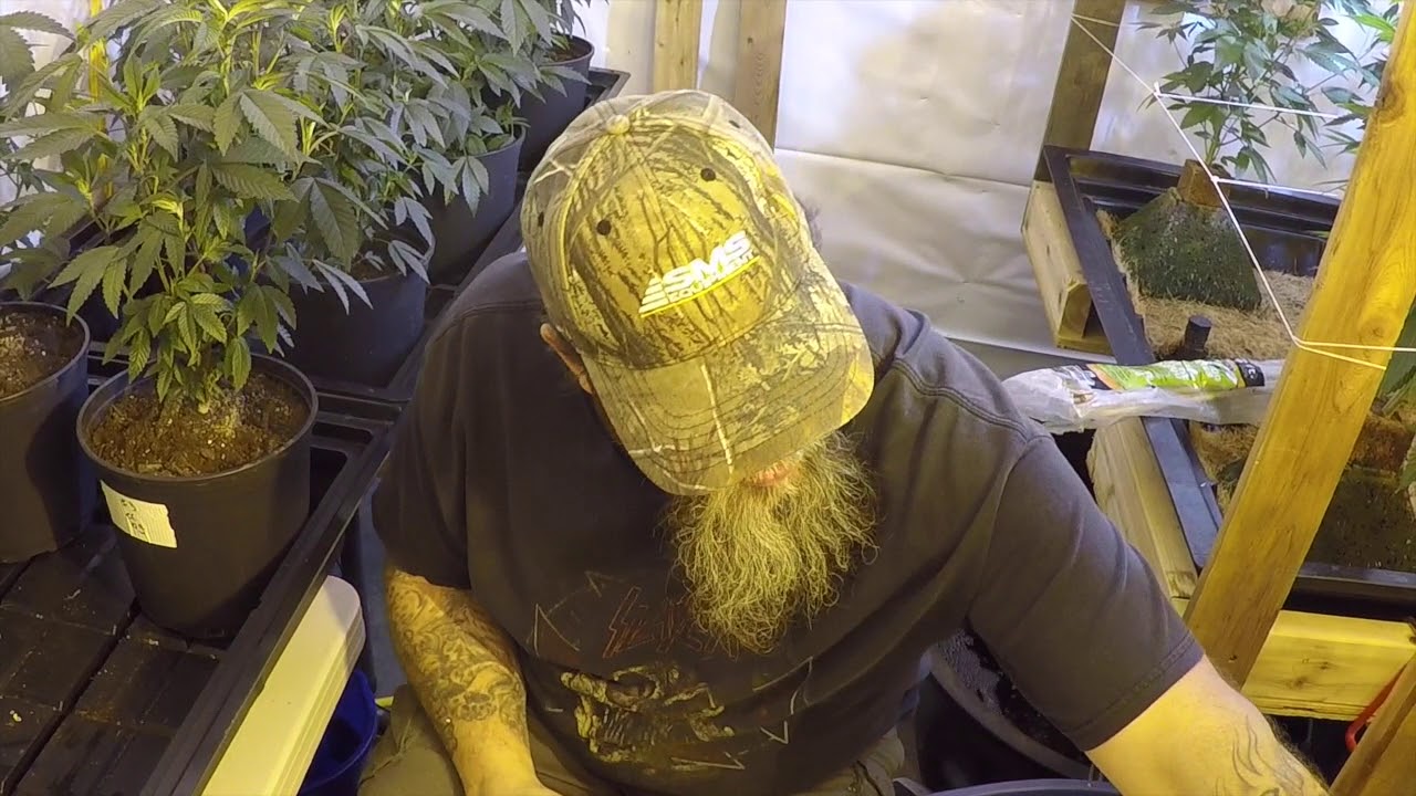 transplanting my Dz haze  and Og Kush