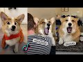 Ultimate Hammy and Olivia New TikTok Videos 2021 | All Hammy and Olivia Funny TikToks Compilation