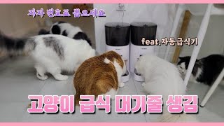 제품협찬) 페티마이즈 자동급식기 사용해봤습니다 by 써니포캣 sunny4cats 403 views 2 years ago 5 minutes, 54 seconds