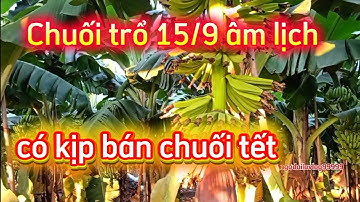 Chuối trổ buồng 15/9 âm trở đến hết tháng 9 có kịp chuối tết không ???