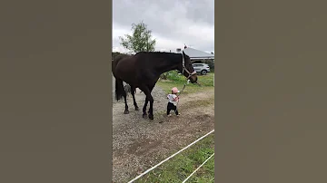 Little Girl Leads Horse ViralHog 