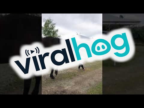 Little Girl Leads Horse || ViralHog