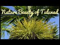 Nature beauty of tulunad  cinematic