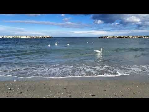 Mangalia - Feerii marine în Golful Lebedelor (1)