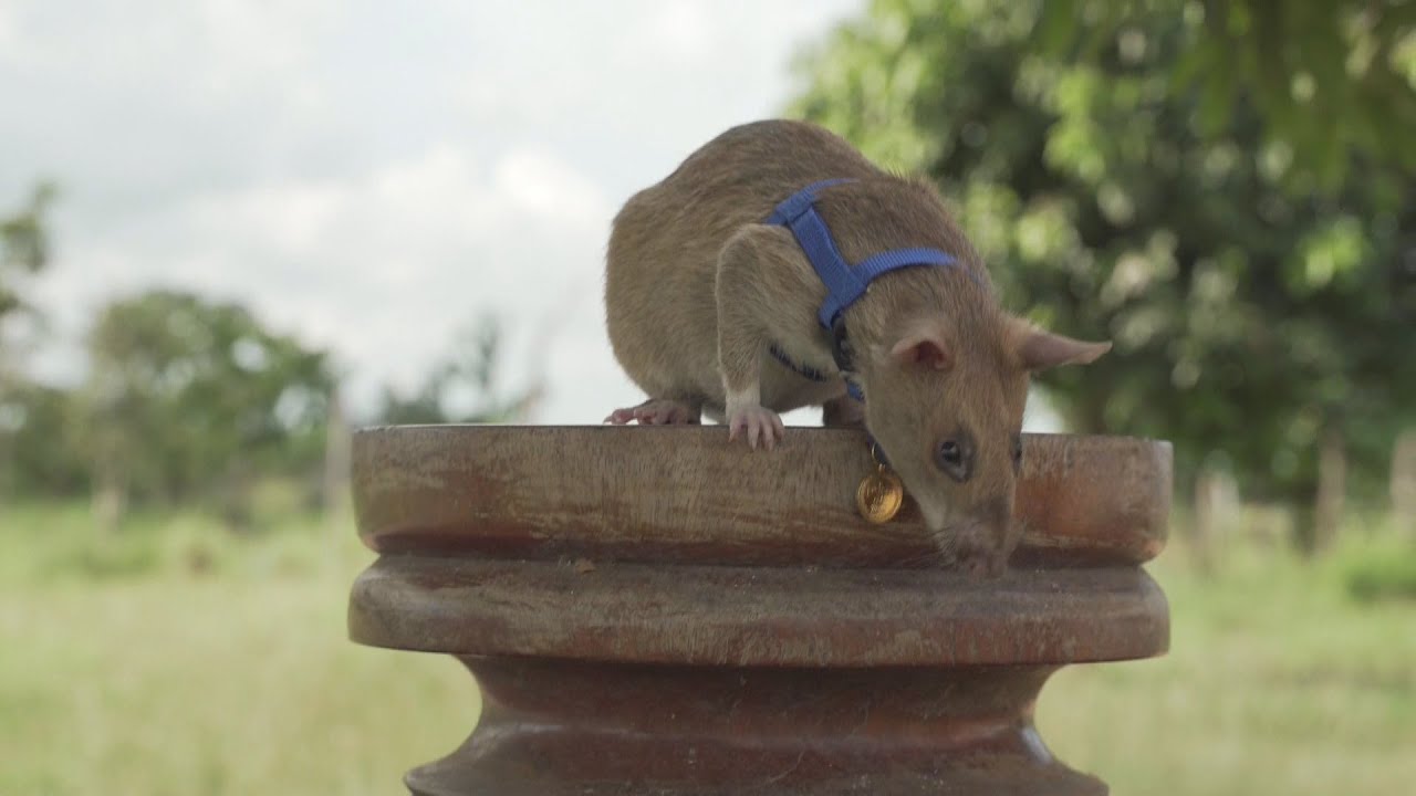 G1 - Ratos gigantes são treinados para encontrar explosivos no Camboja -  notícias em Mundo