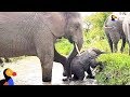 Baby Elephant Stuck In River Gets A Push From Mom | The Dodo