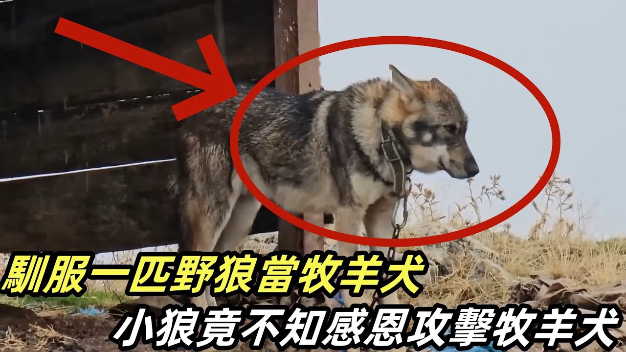 馴服一匹野狼當牧羊犬，小狼竟不知感恩攻擊牧羊犬，牧羊人只好將其拴起來#狼#野狼#牧羊人#牧羊犬#坎高犬