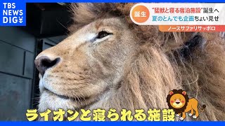 “猛獣ライオンと寝る宿泊施設”も完成間近！ 旅行機運に期待の動物園で“夢の企画”が続々進行中｜TBS NEWS DIG