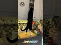 Funny cats #funnyanimal